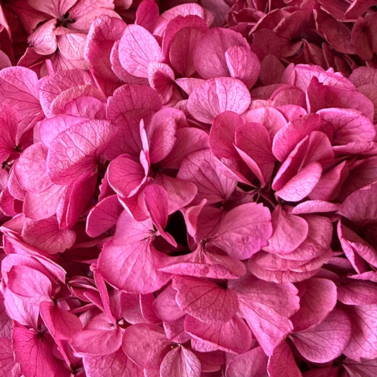 Hydrangeas in Tall Woven Vase