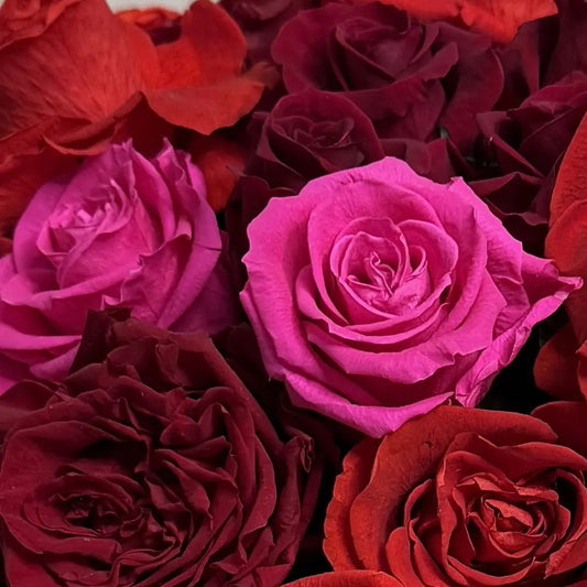 close up of red and hot pink roses packed tightly together in a rounded dome