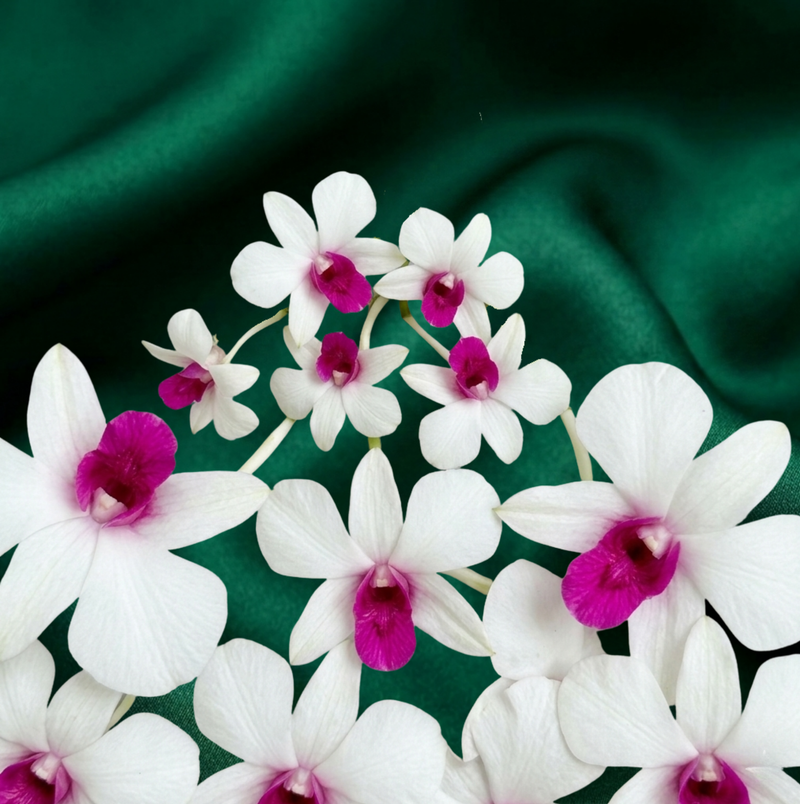 white orchids with pink center