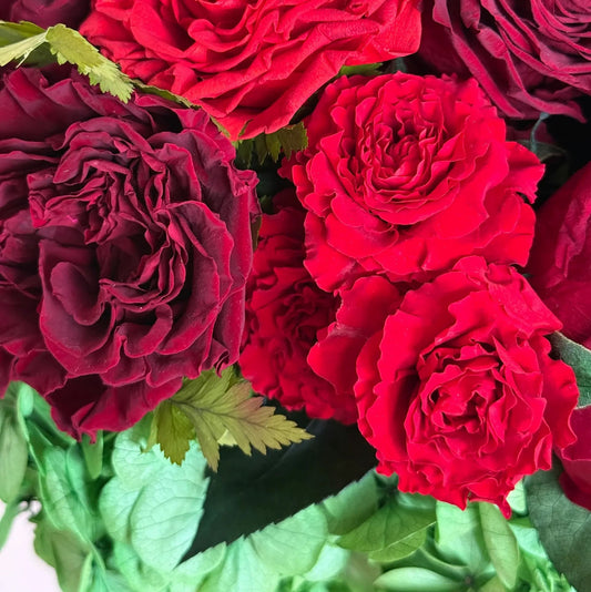 close up of red roses surrounded by light green hydrangeas in the black hat box